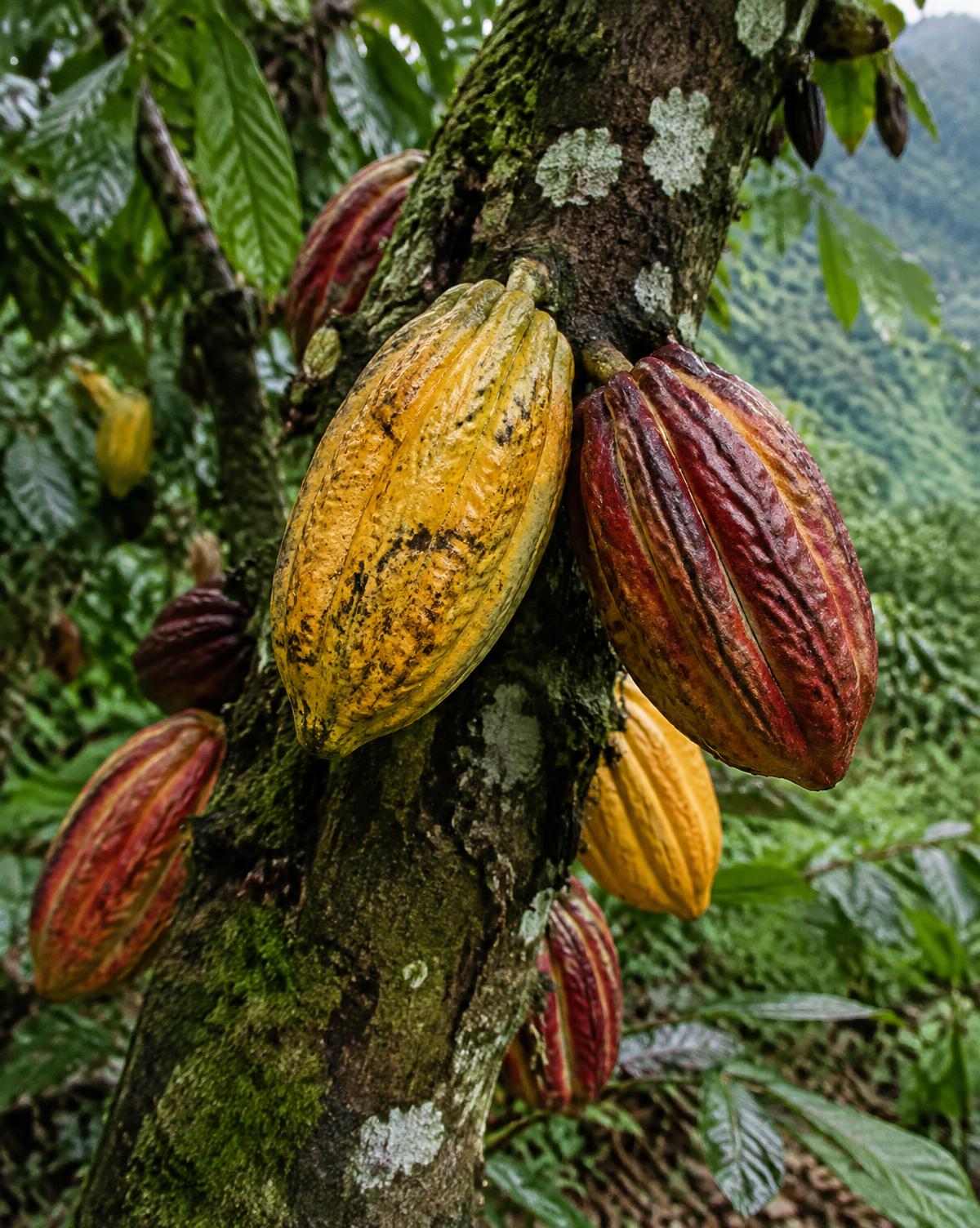 Fresh cacao pods on the tree