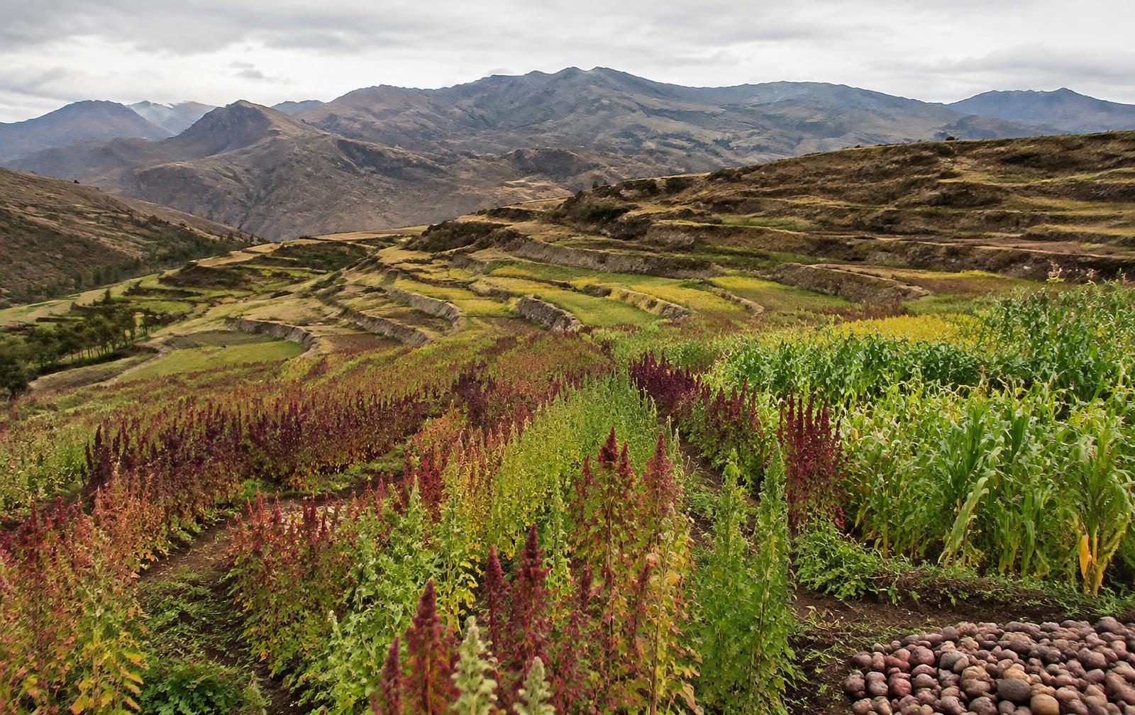 Andean landscape — Cacao butter